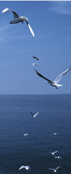 Meditazione Universale